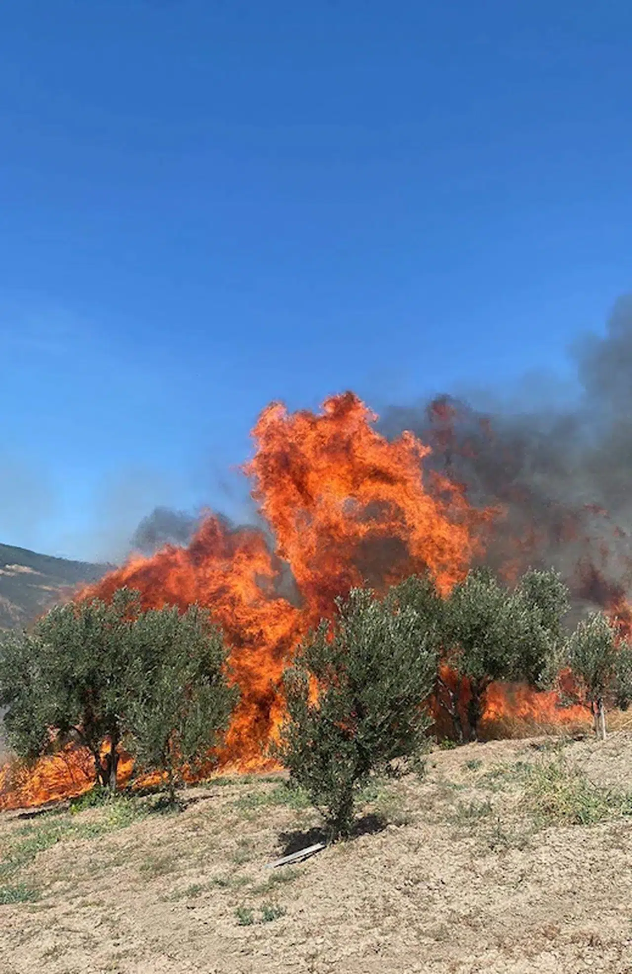  Tekirdağ'da ormanlara girişler 15 Ekim'e kadar yasaklandı