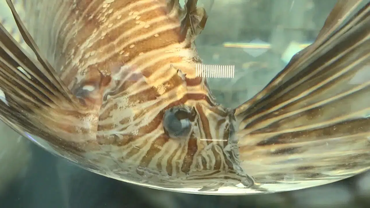 İstanbul - Marmara Denizi'nde aslan balığı uyarısı 