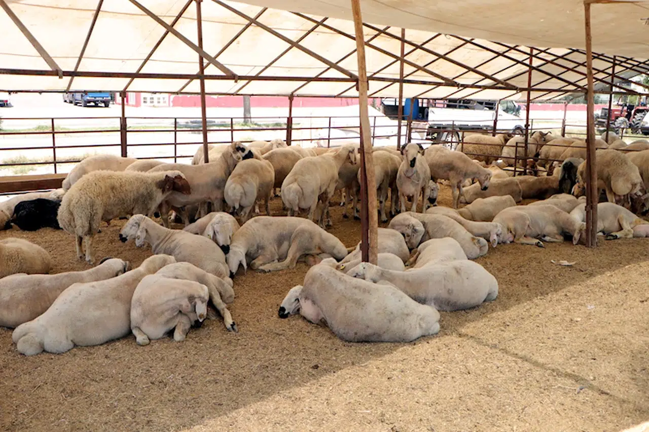 'Kurbanlıkları sıcaktan korumalıyız'