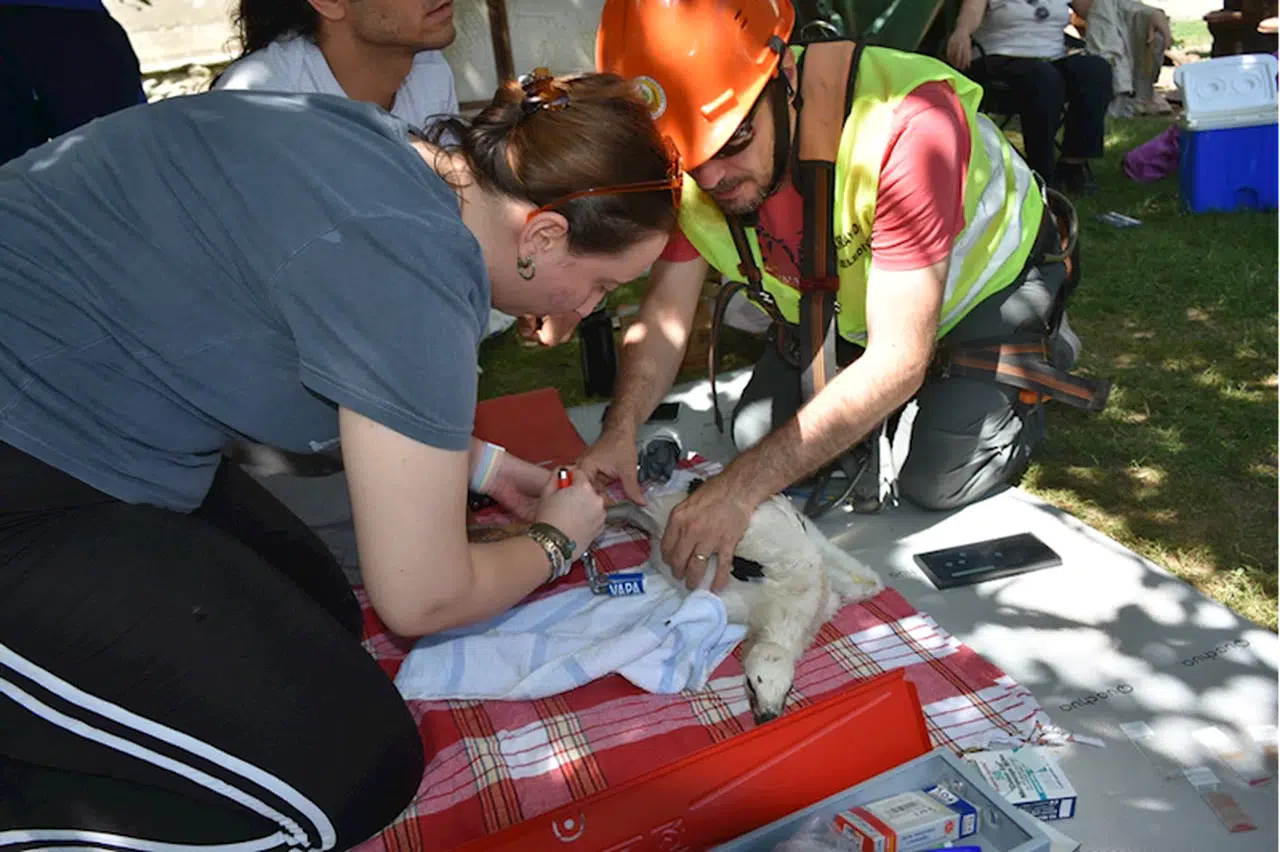 Sinop'ta leylek yavruları sağlık kontrolünden geçirilip halkalandı
