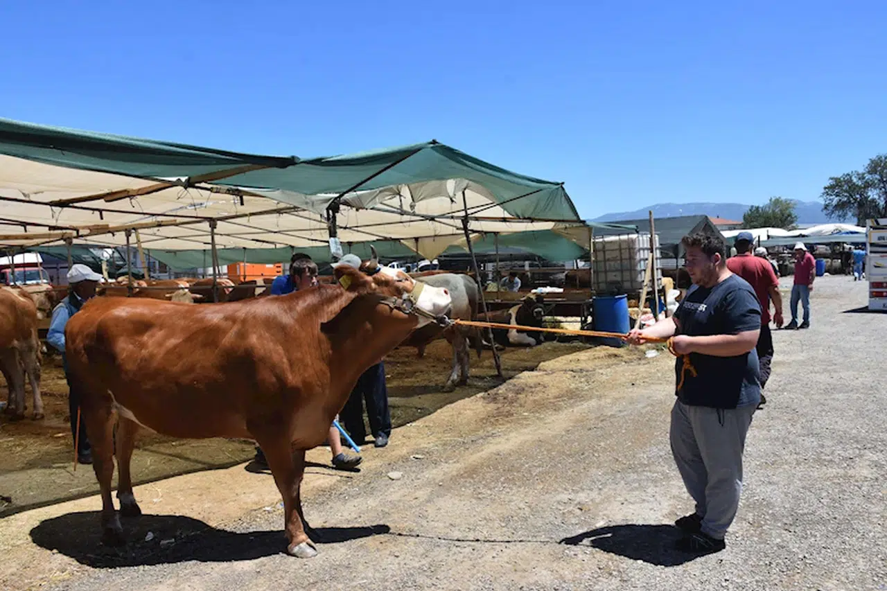 İzmir'de kurban pazarlarında hareketlilik