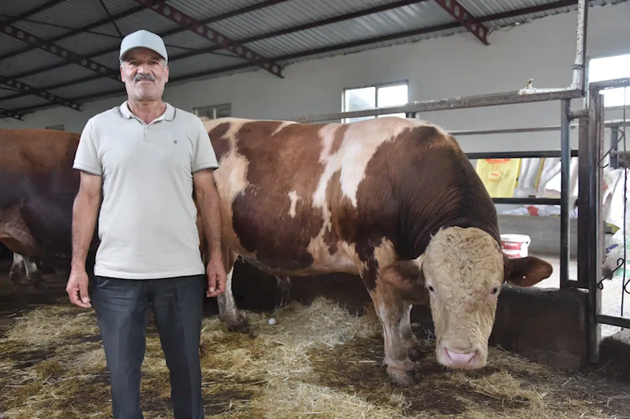 1 ton 250 kilogramlık 'Aslan', satılmayı bekliyor