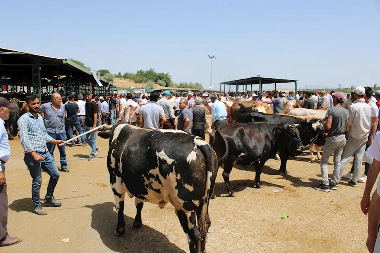 Malatya'da kurban pazarında yoğunluk