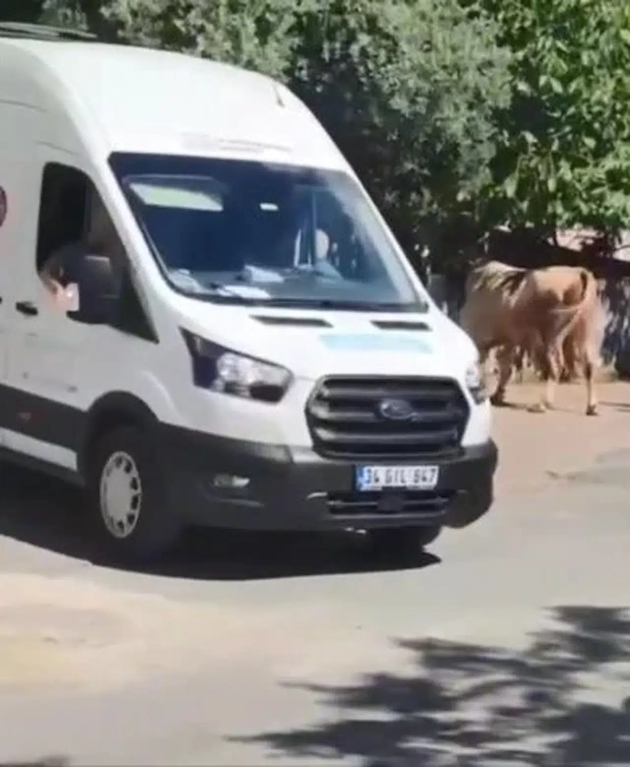 İstanbul - Büyükçekmece'de kaçan kurbanlık boğa paniğe neden oldu