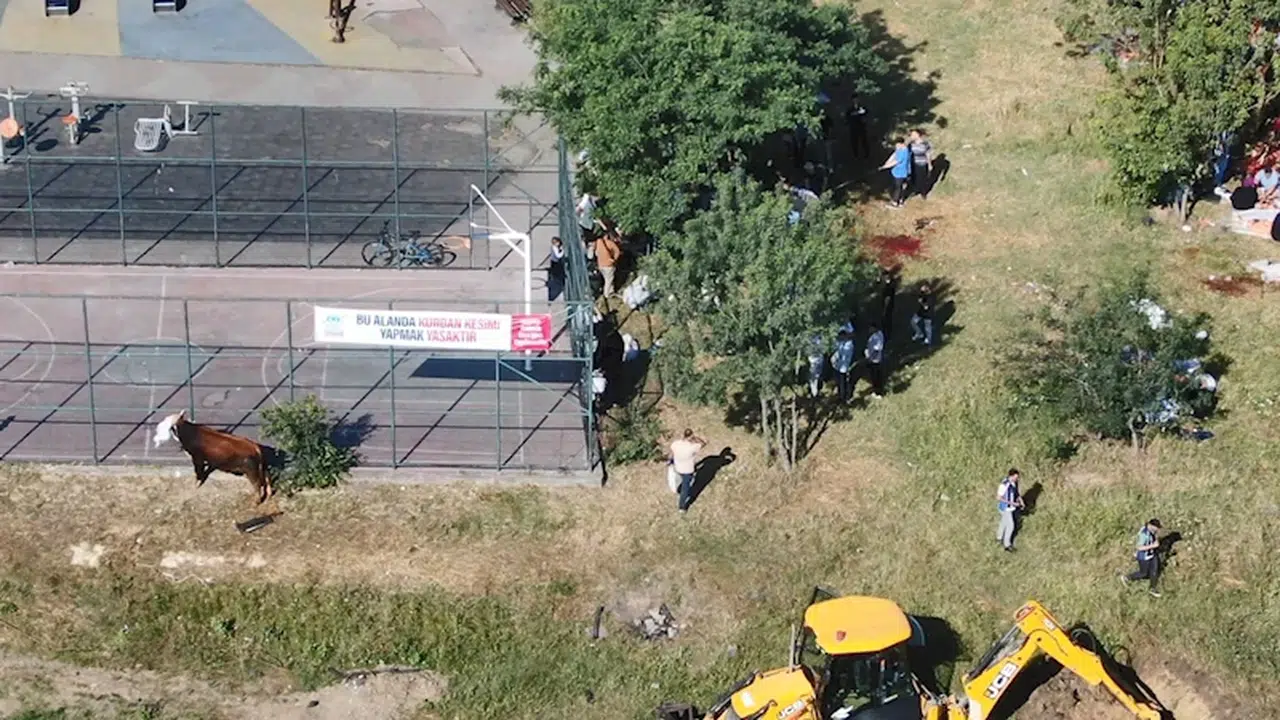 İstanbul - 'Yasak' tabelalarının altında kaçak kurban kestiler