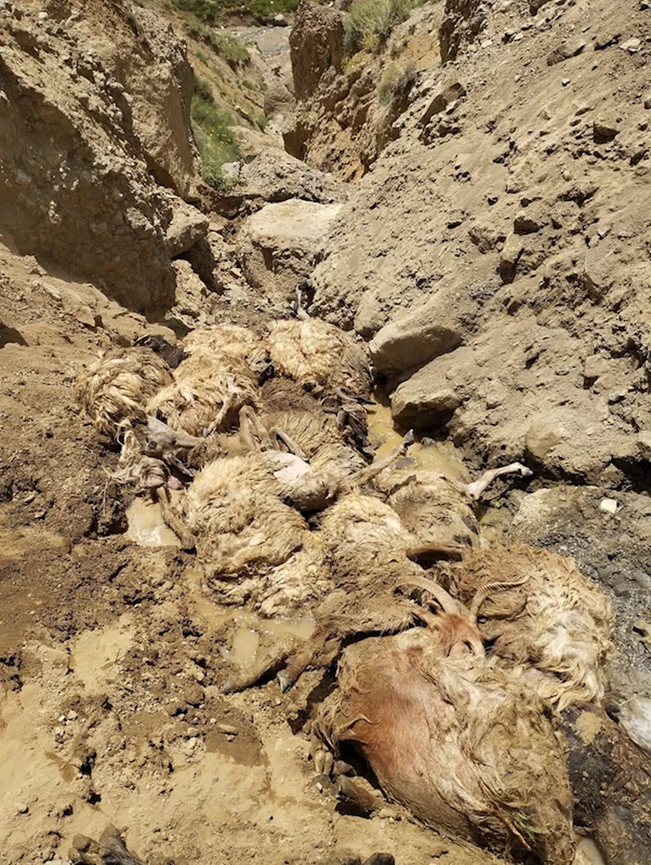 Sürüdeki koyunun peşinden 27 koyun daha uçuruma atlayıp öldü