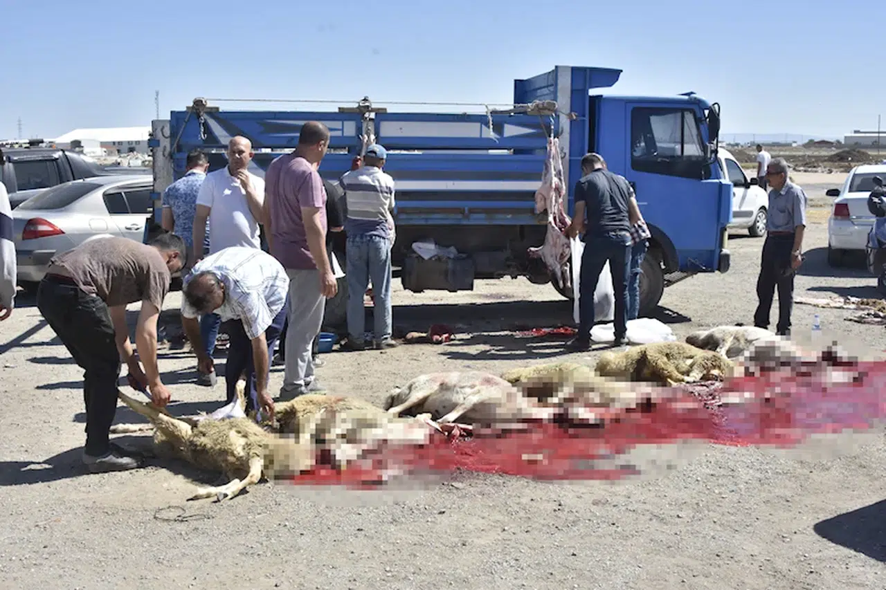 Konya'da izinsiz kurban pazarında kaçak kesim