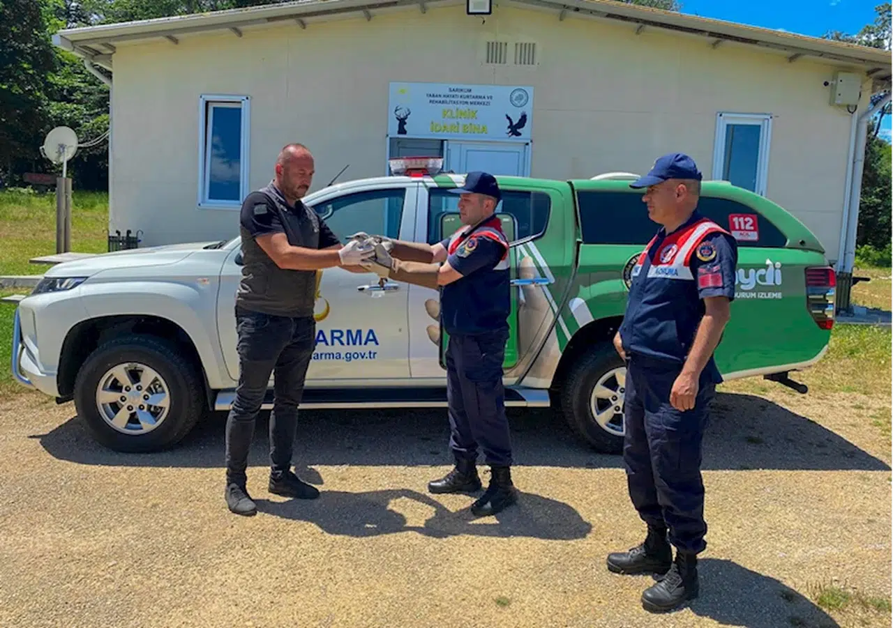 Sinop'ta yaralı martıya jandarmadan yardım eli