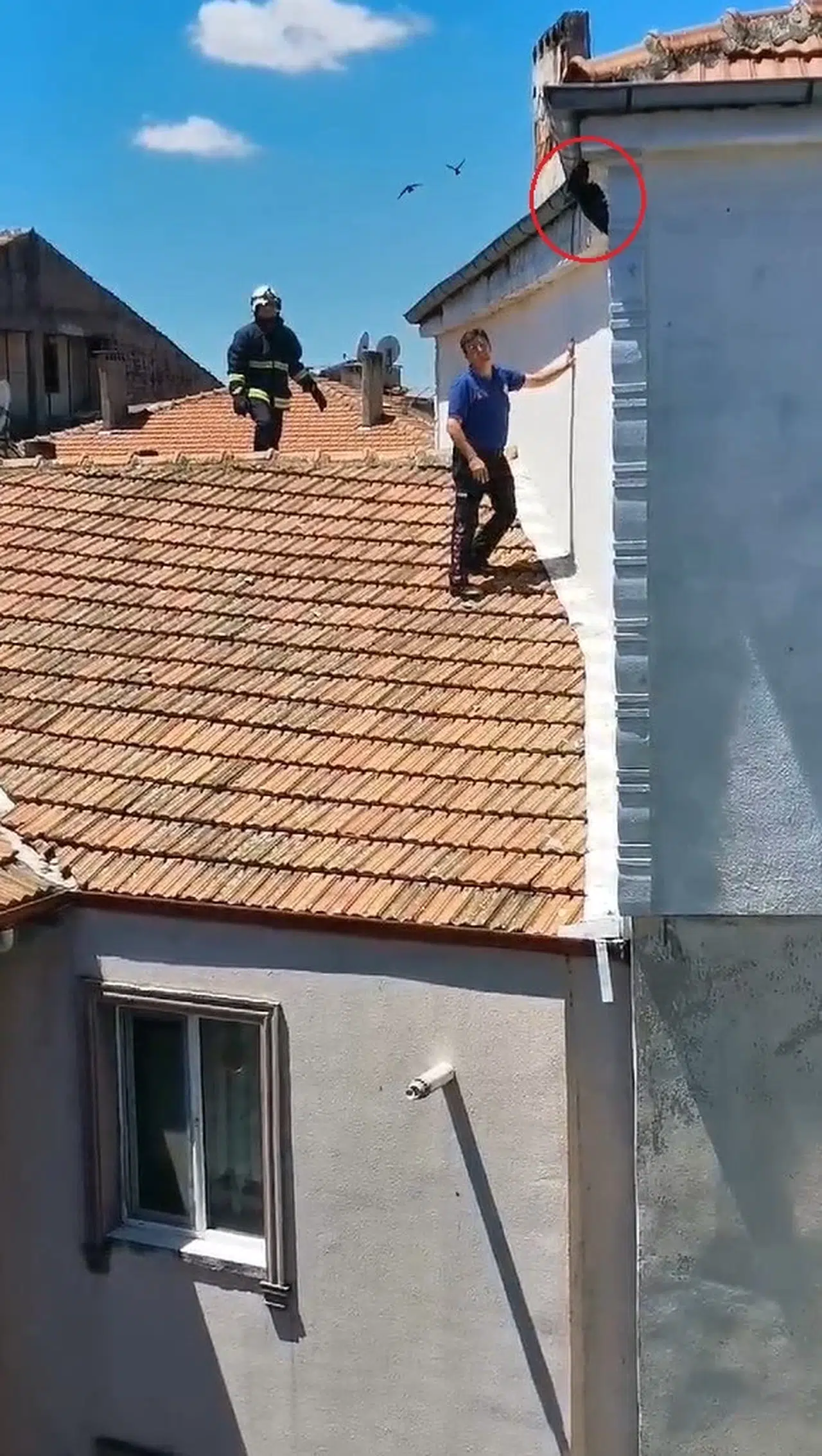Çatıdan sarkan ipe dolanan kargayı, polis kurtardı; o anlar kamerada