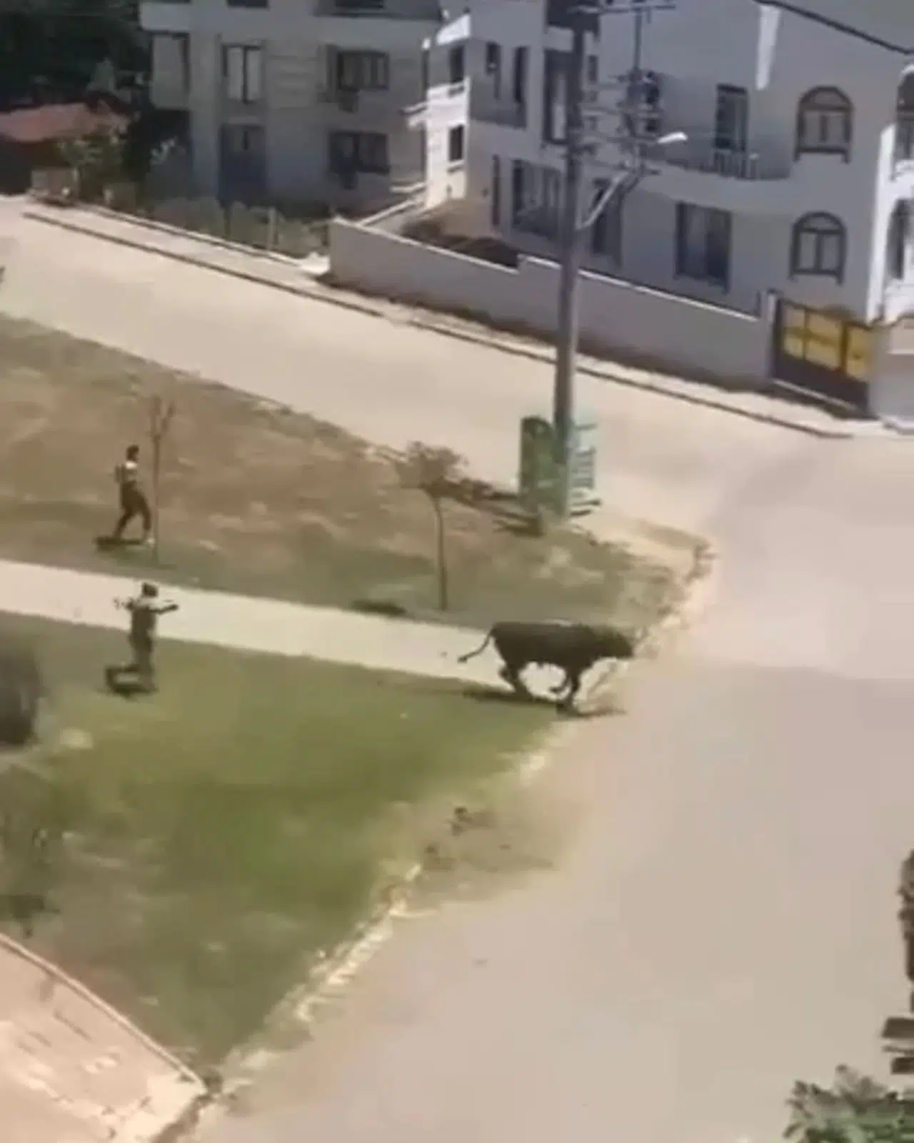 Sahibinin elinden kaçan boğa parka girdi; o anlar kamerada