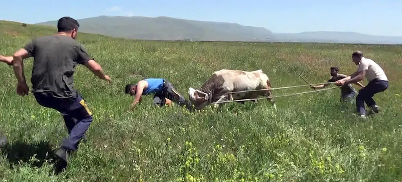 Kaçan boğaya uyuşturucu iğne atıp kementle yakaladılar, sahibi boynuz darbelerinden son anda kurtuldu