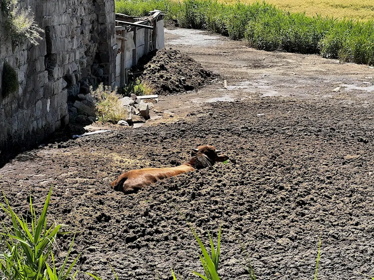 Kayseri'de kesim sırasında kaçan boğa, hayvan gübresi çukuruna düştü