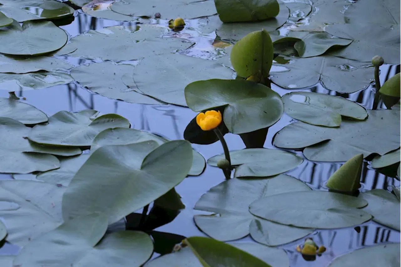 Abant ve Gölcük'te endemik nilüfer çiçeğini kopartmanın cezası 387 bin 141 lira 