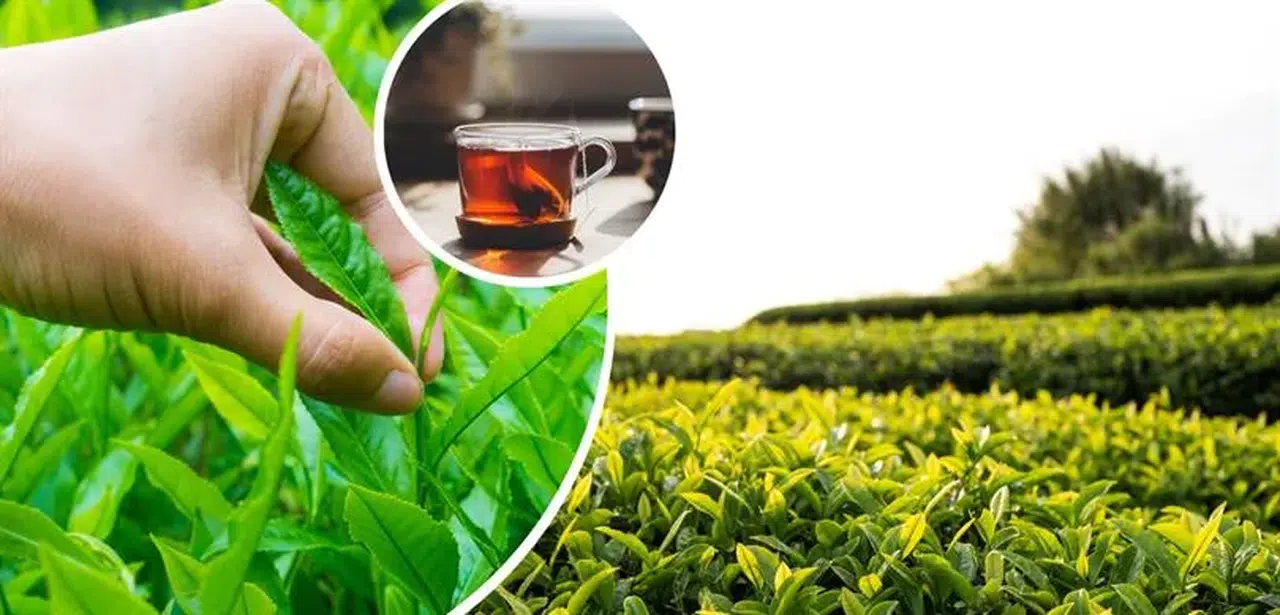 Çay Üreticilerinin Destekleme Ödemeleri Ne Zaman Yatacak?