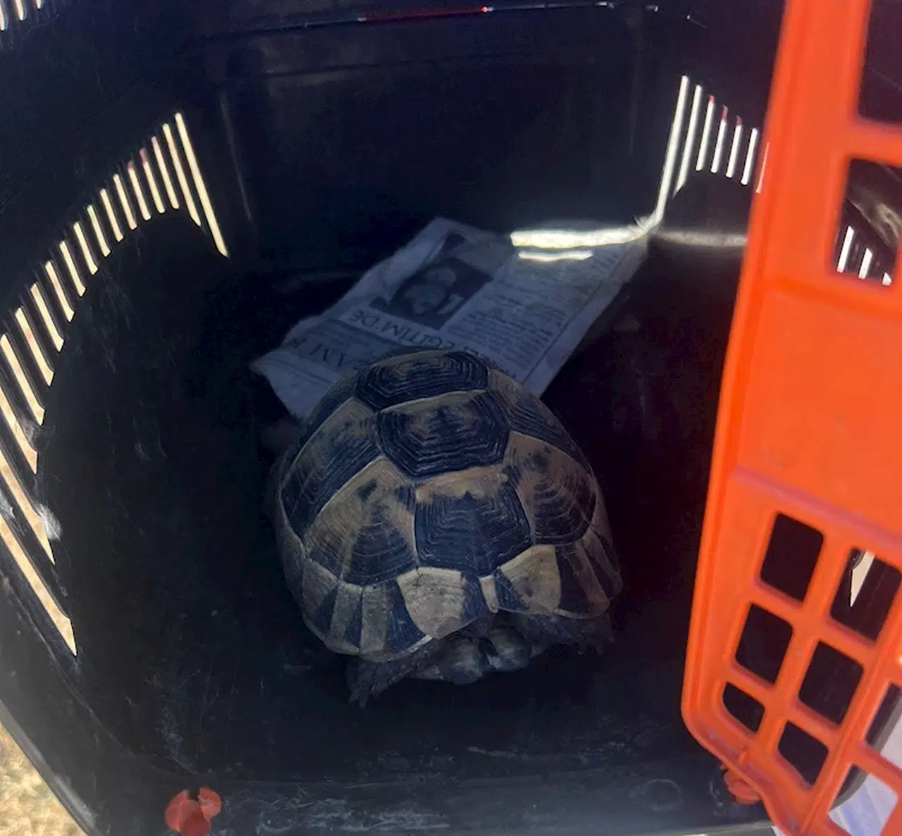 Sokak hayvanları besleme alanında yangın; 30 kulübe yandı (2)