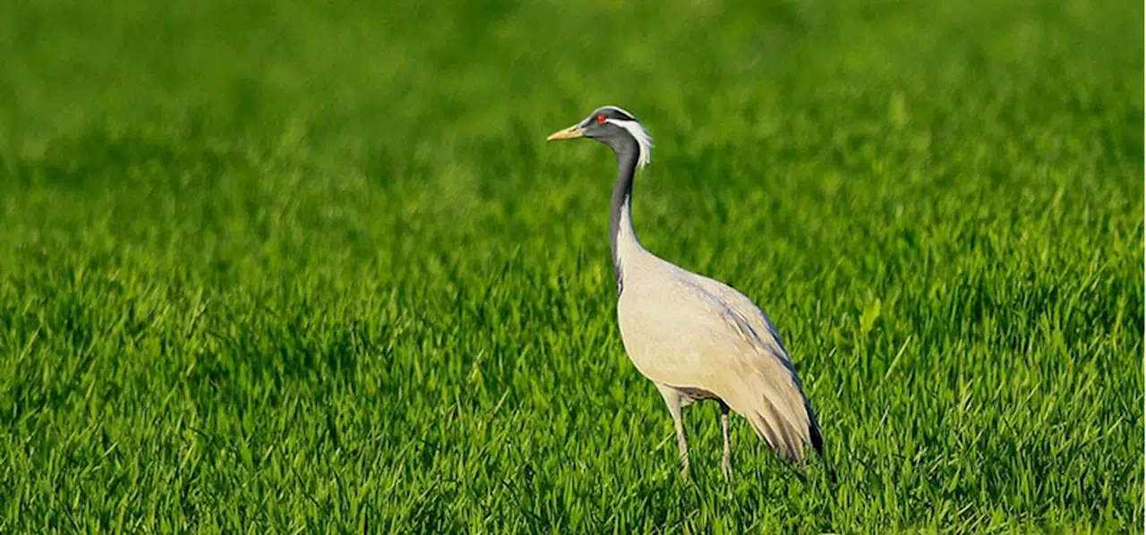 Amasya'da yavru büyütme dönemindeki telli turnalar görüntülendi