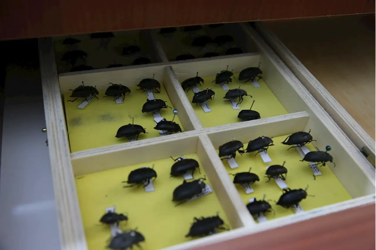 Tokat'ta üniversitenin "böcek müzesi"nde binden fazla tür bulunuyor