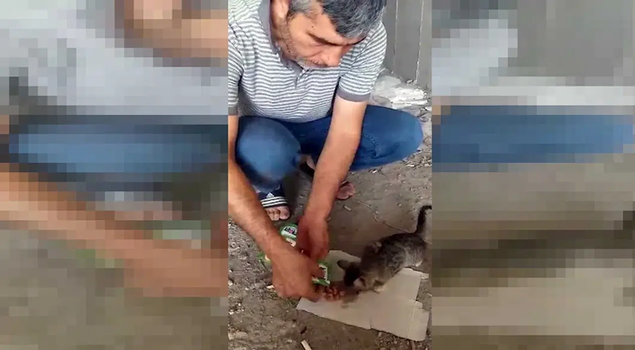 TIR’ın dorsesinde sıkışıp mahsur kalan yavru kedi, kurtarıldı