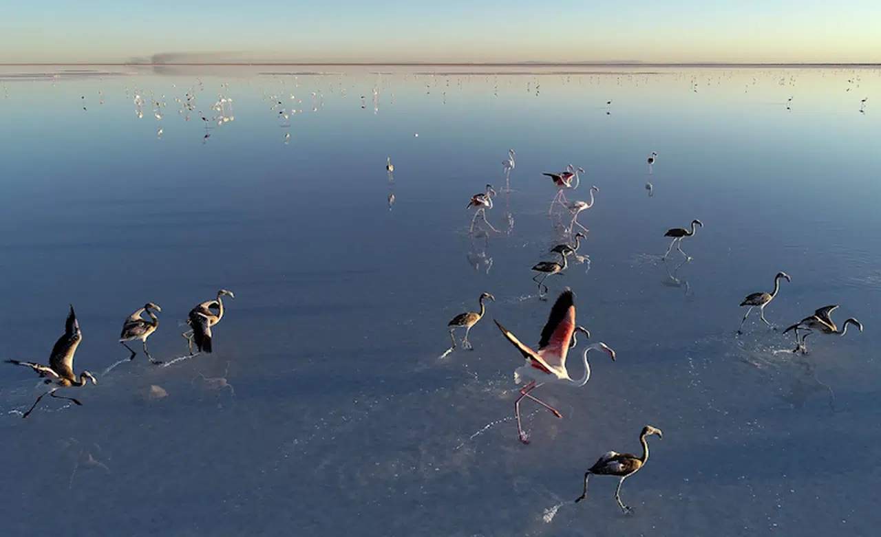 Tarım ve Orman Bakanlığı: 10 yılda 154 turna halkalandı