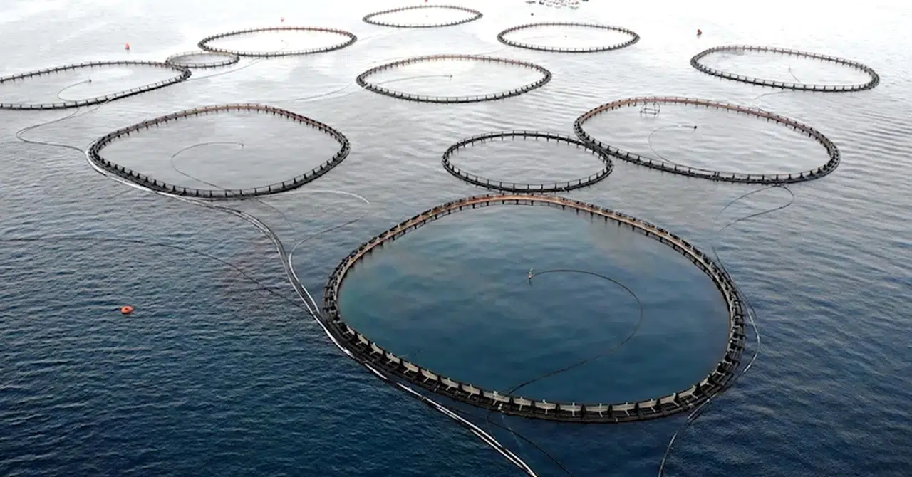 Kültür balıkçılığında üretim rekoru