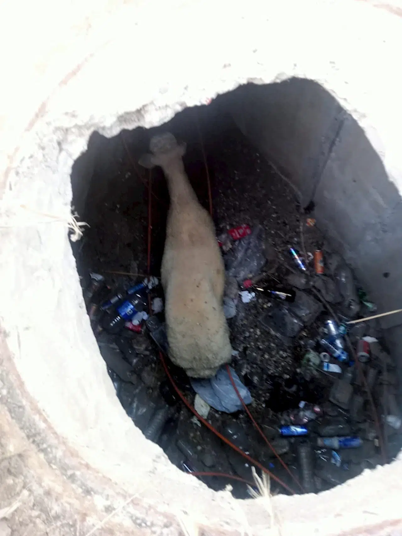 Ceyhan'da kanalizasyona düşen koyun kurtarıldı