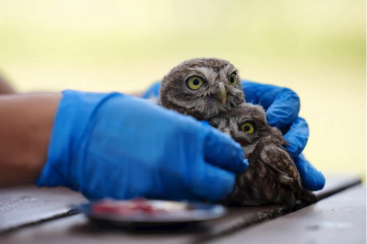 Düzce'de "uçuş provası"nda kaybolan kukumav yavruları korumaya alındı