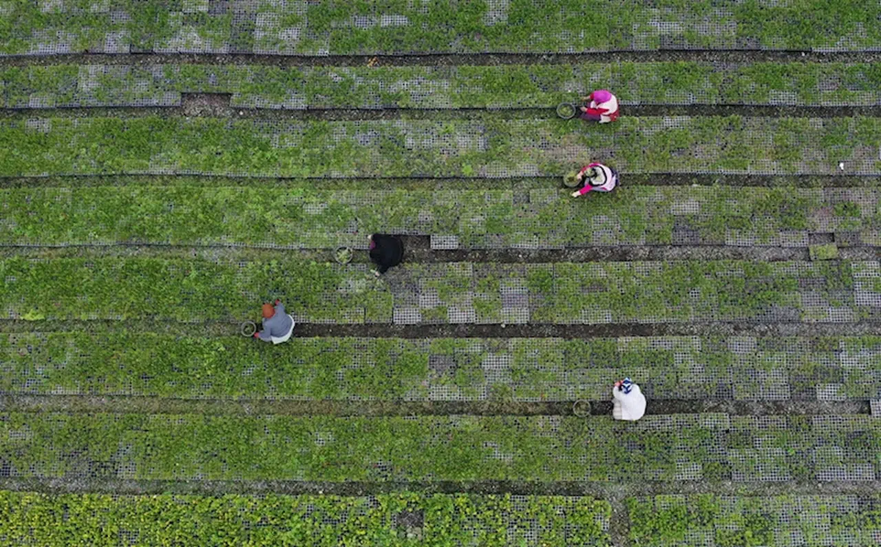 Trabzon'da 25 hektar alanda yetiştirilen fidan ve çiçekler toprakla buluşturulacak