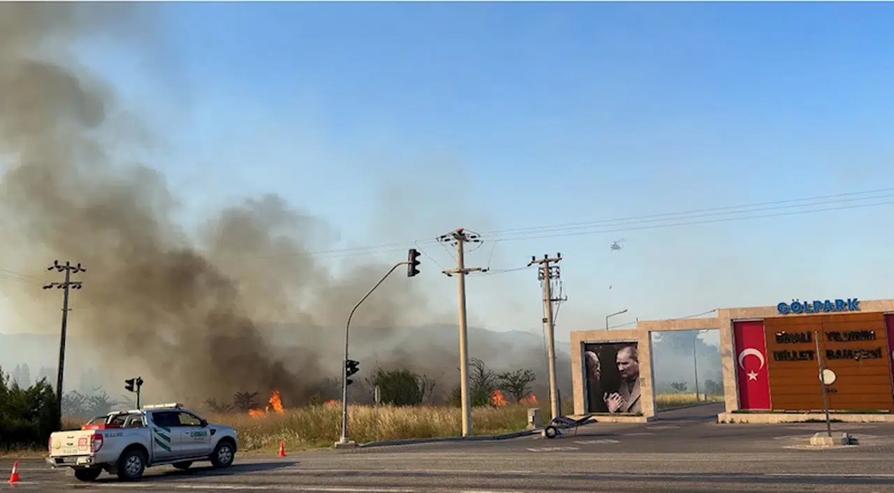 İzmir'de zeytinlik yangını