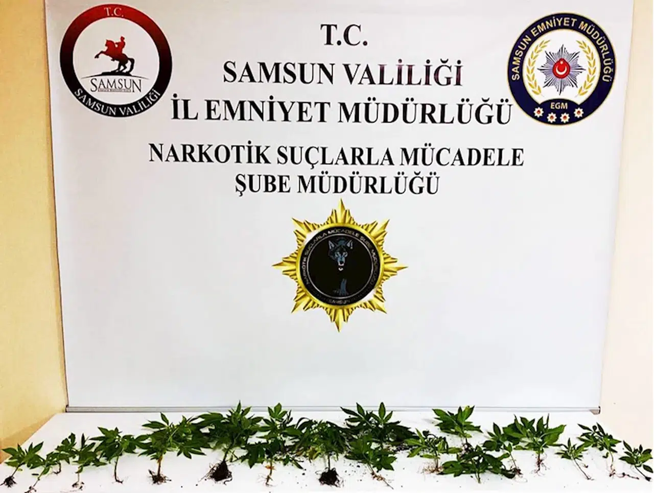 Samsun'da 21 kök kenevir bitkisi ele geçirilmesiyle ilgili 2 zanlı yakalandı