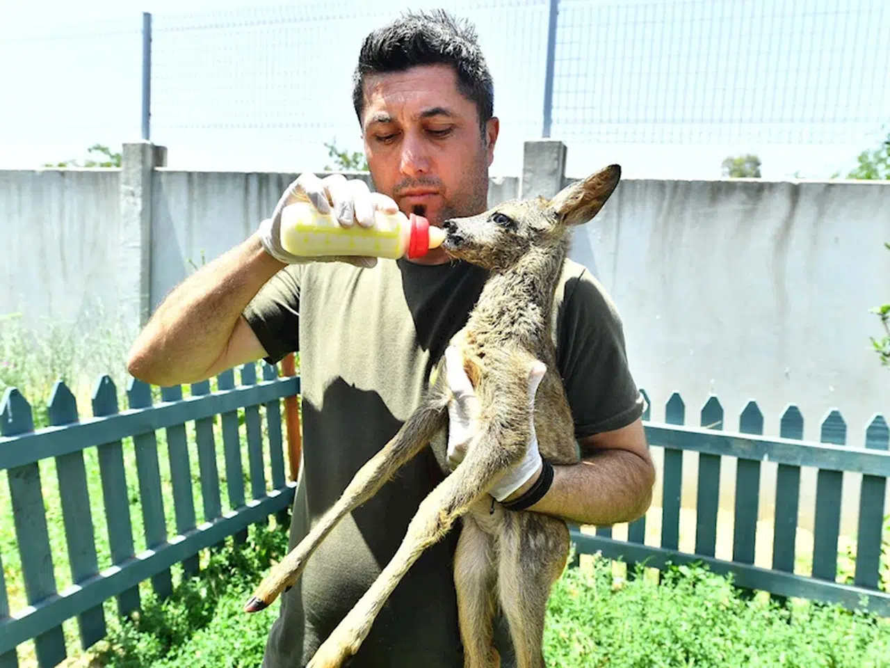 Doğal Yaşam Parkı'nın sevimli misafiri biberonla besleniyor