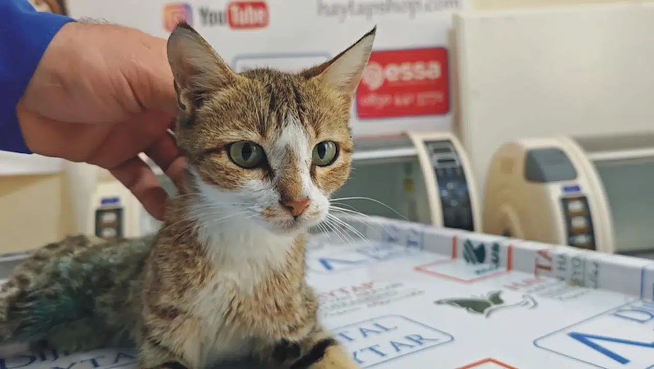 Emekli hemşire, bayram ziyaretinde yolda bulduğu bacağı kırık kediyi tedavi ettirdi