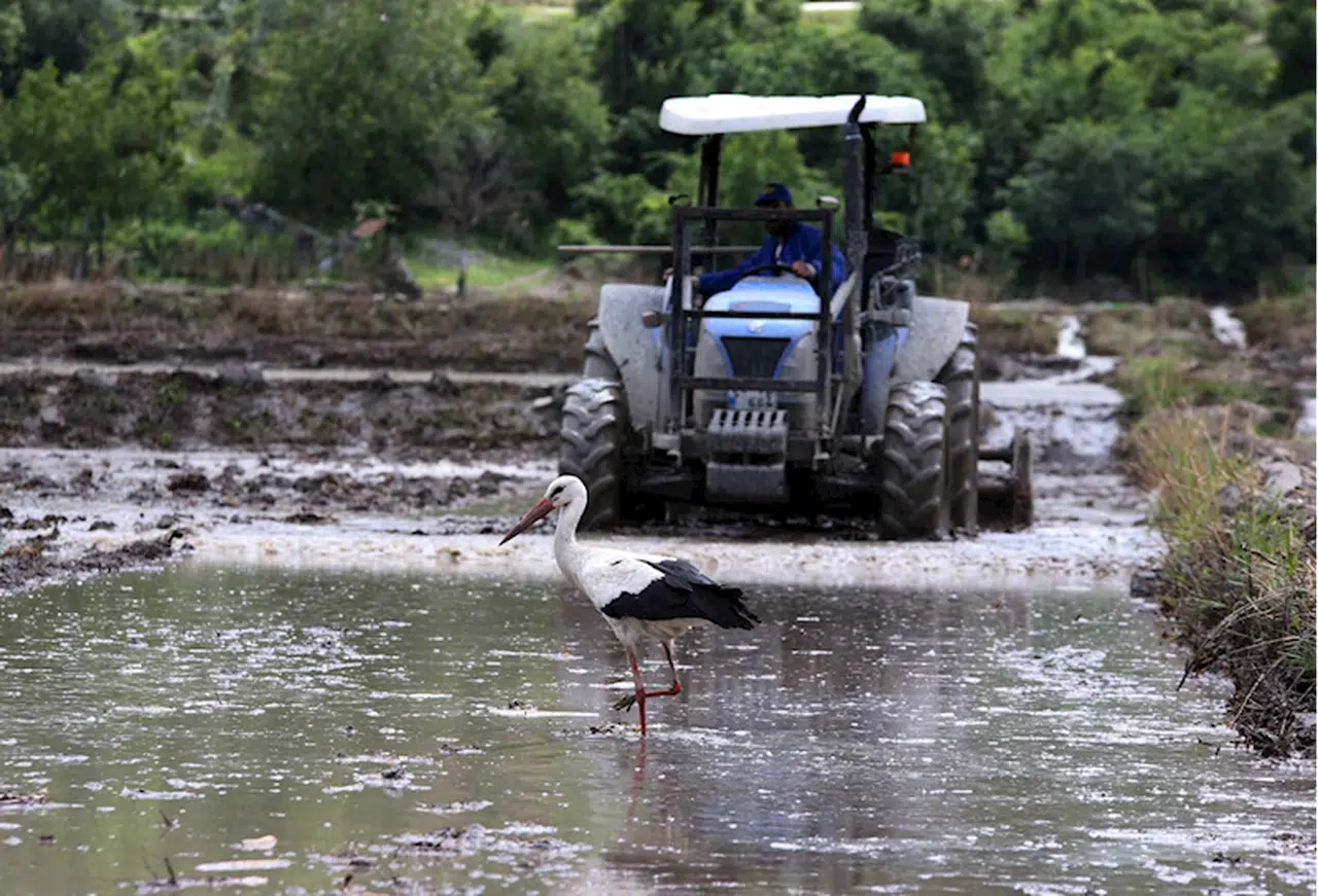 Çeltik tarlalarının müdavimi: Leylekler