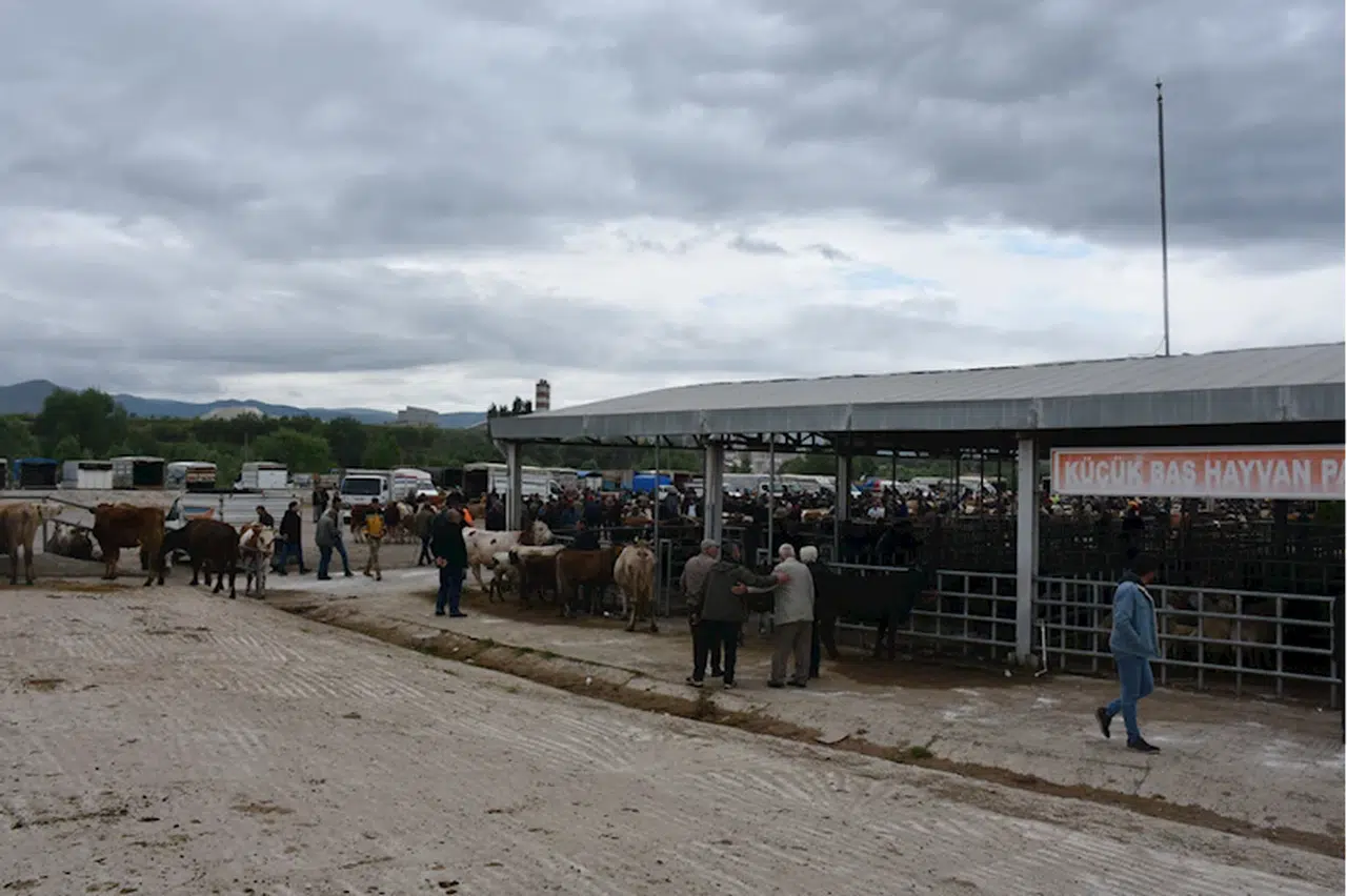 Besicilerden "kurbanlıkların yaşına, aşılarına dikkat edin" uyarısı