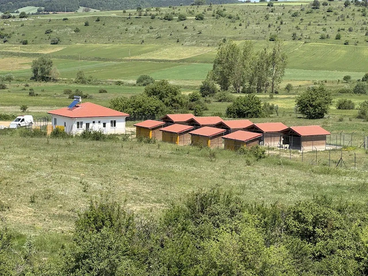 Eflani'deki geçici bakımevinde sahipsiz hayvanların bakım ve tadevileri yapılıyor