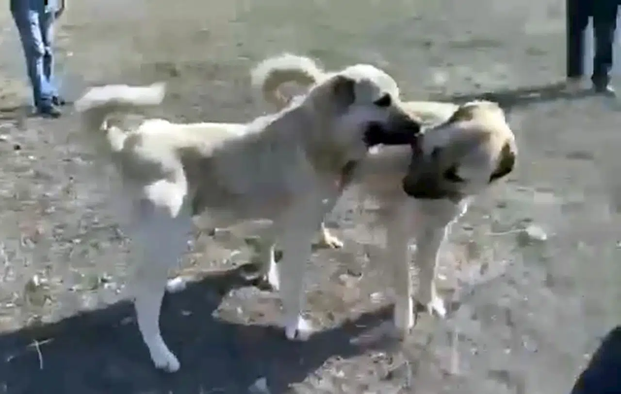 Kangal dövüşü görüntülerine soruşturma