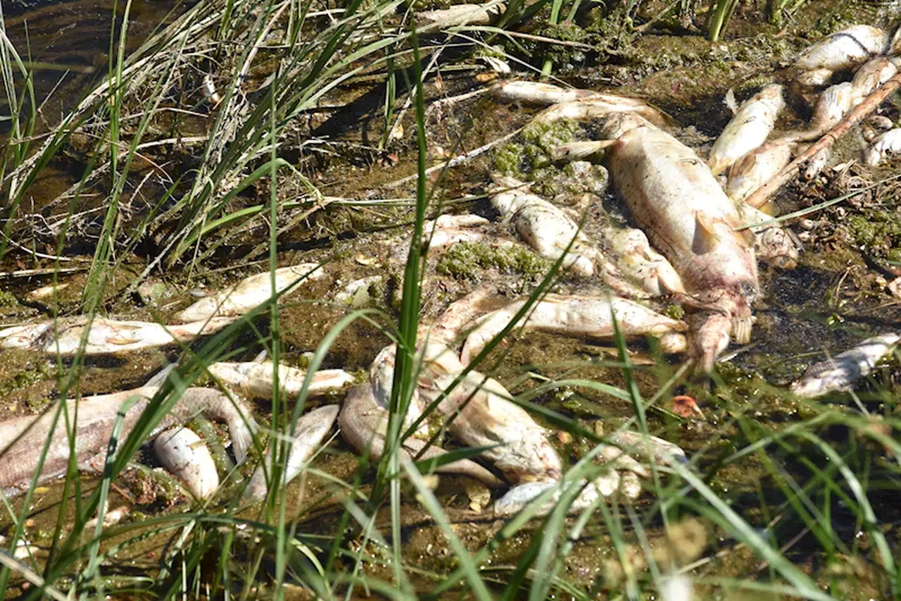 Kızılırmak’ta balık ölümleri tekrar başladı