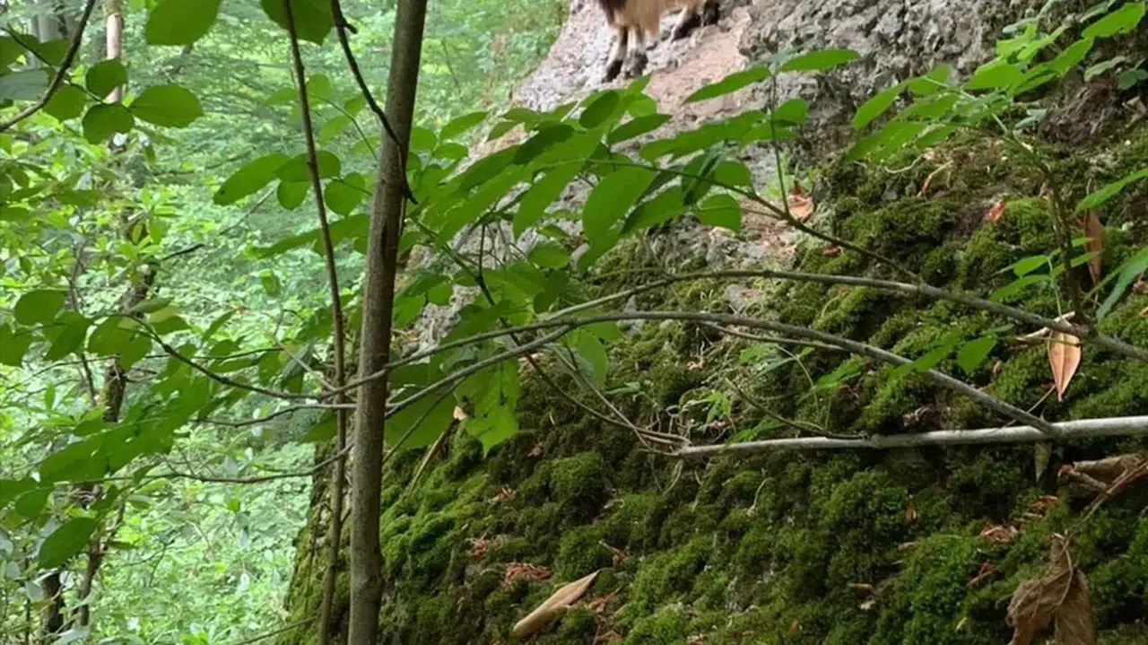 Rize'de kaçan keçi 3 gün sonra bulundu