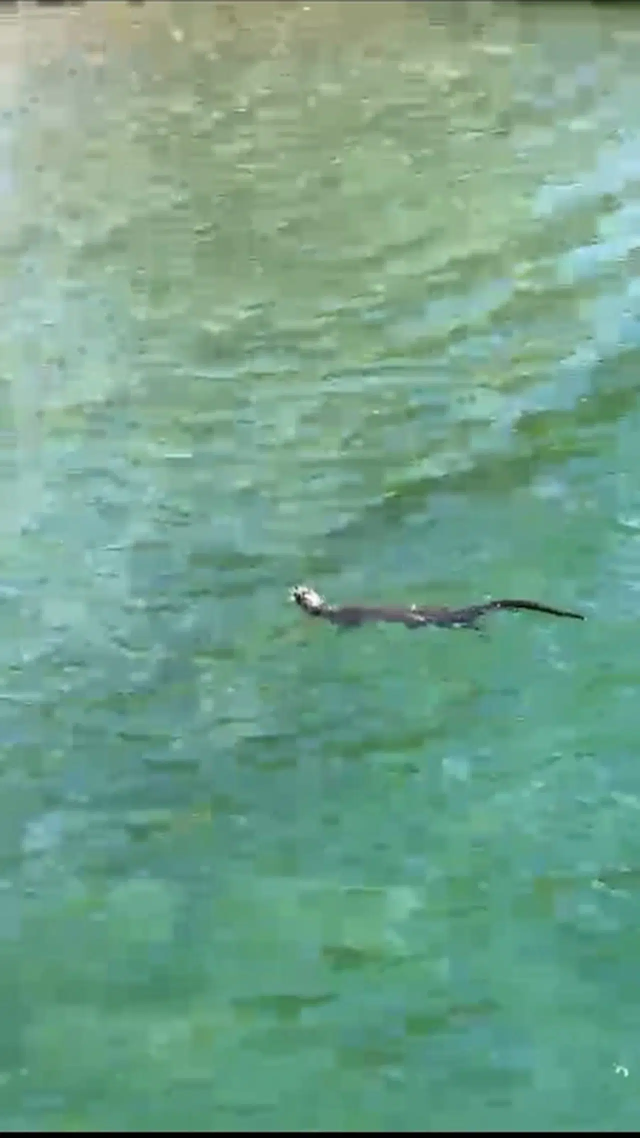 İstanbul-Beykoz sahilinde su samuru görüldü