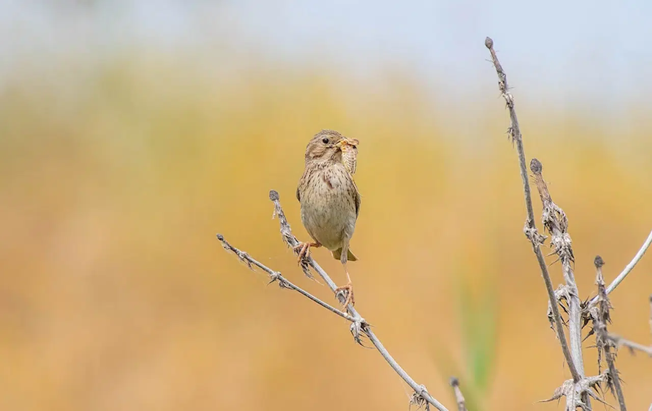 Afrika’dan Dicle Vadisi’ne gelen kuşlar yavruladı
