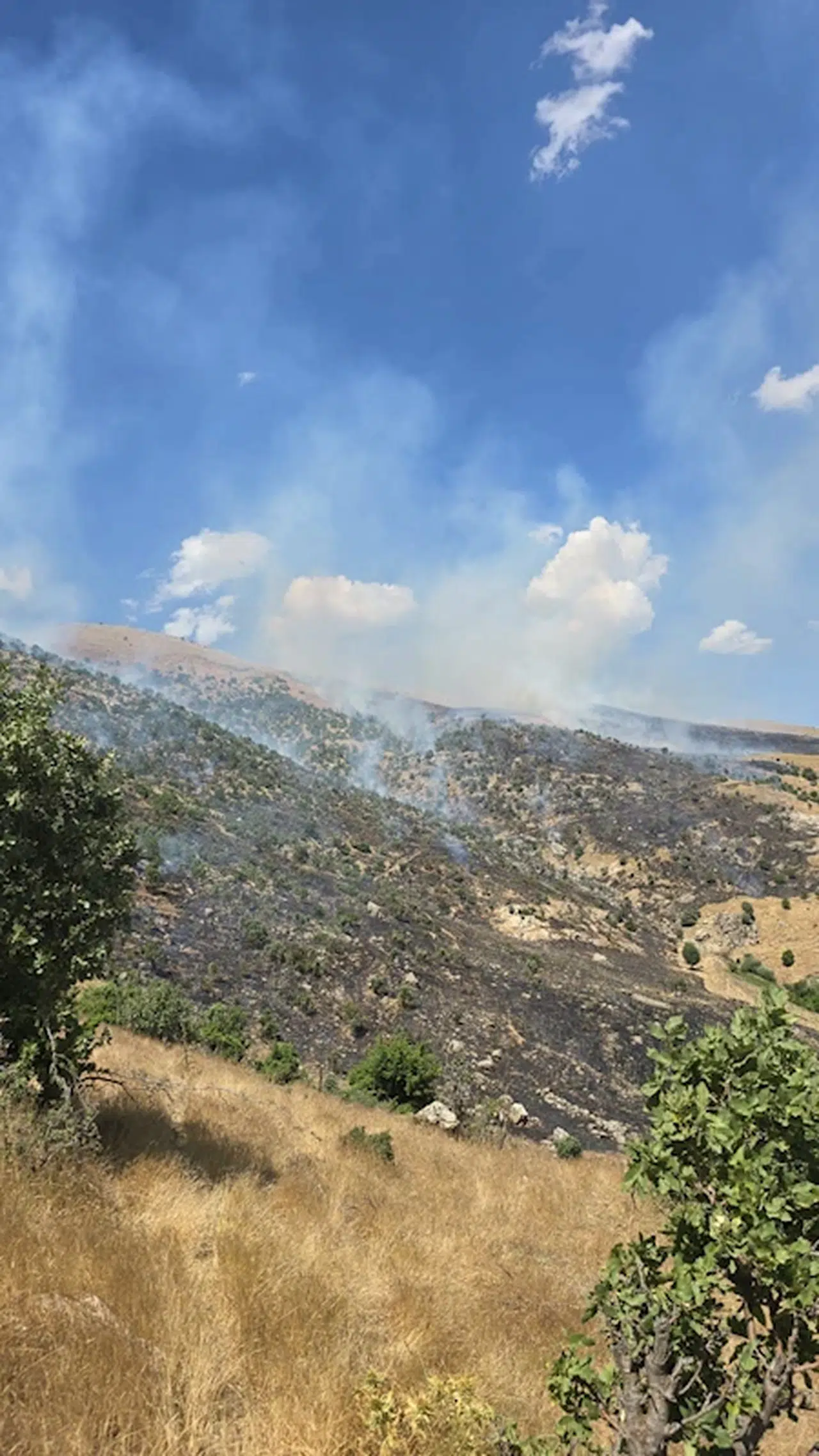 Siirt'te çıkan orman yangını, 6 saatte kontrol altına alındı