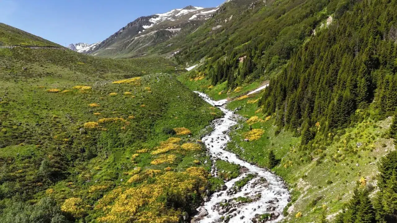 Kaçkar Dağları'nda Endemik Bitki Türleri Çiçek Açtı