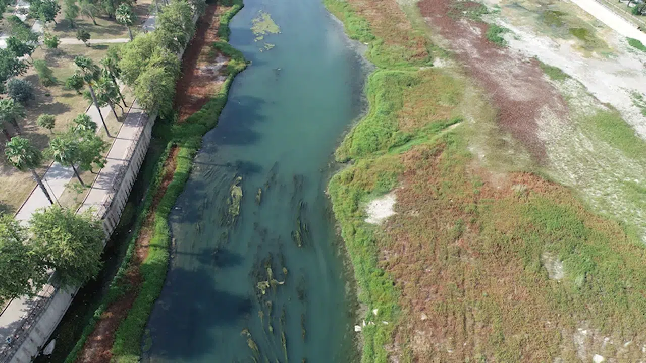Seyhan Nehri'ni yosun kapladı