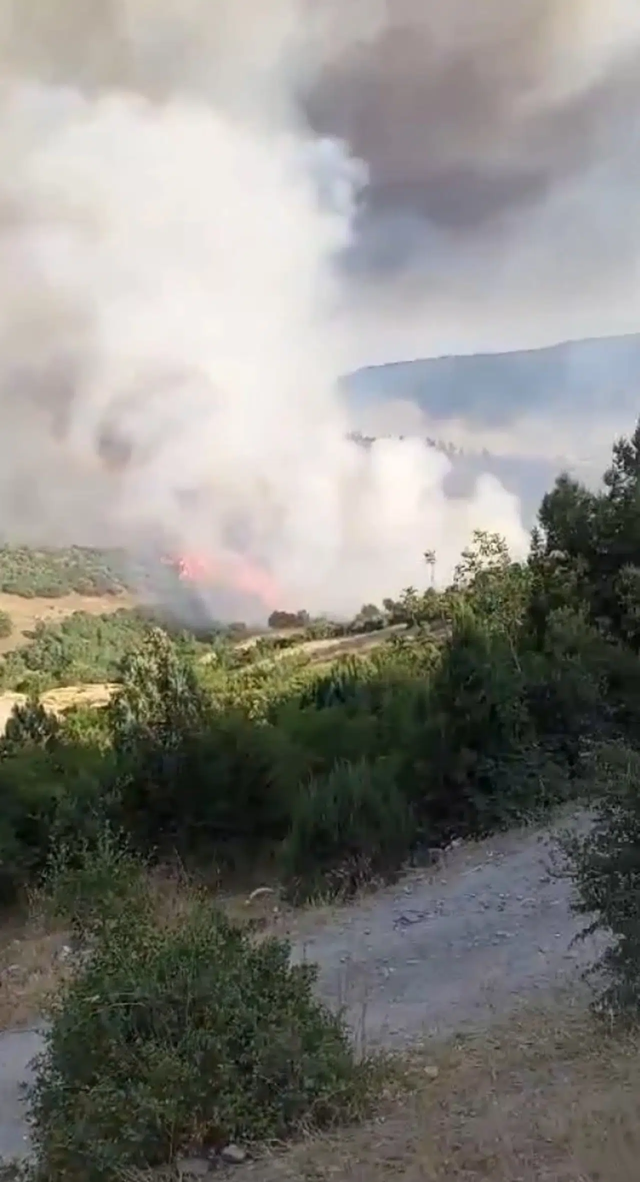 Bursa’daki orman yangınında 250 hektar alan zarar gördü