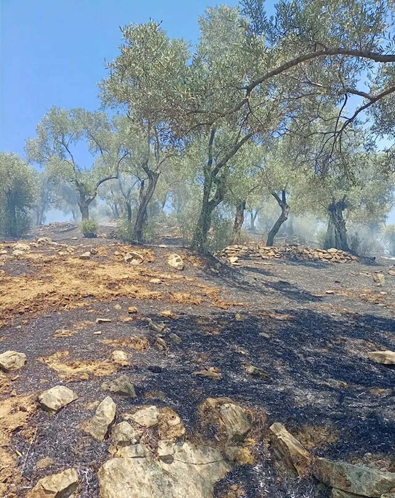 Aydın'da zeytinlik yangınında 30 dönüm alan zarar gördü