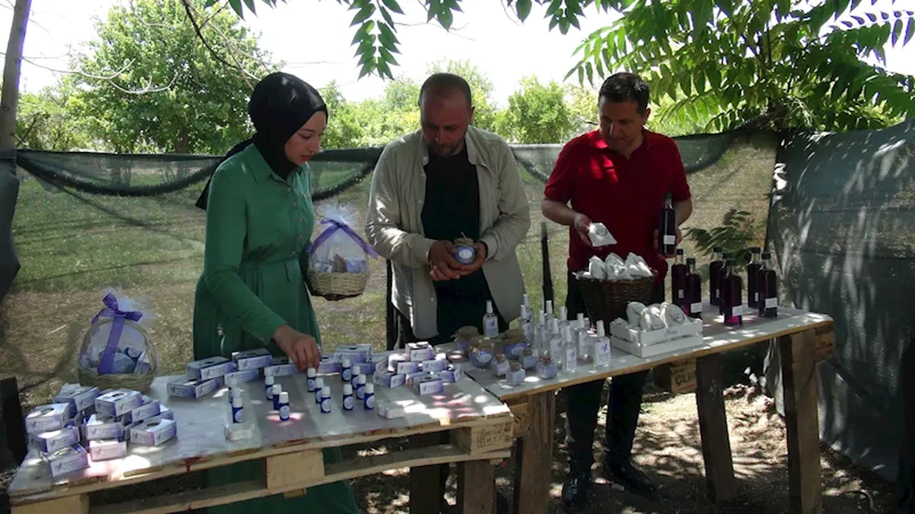 Kilis'te, lavanta hasadı