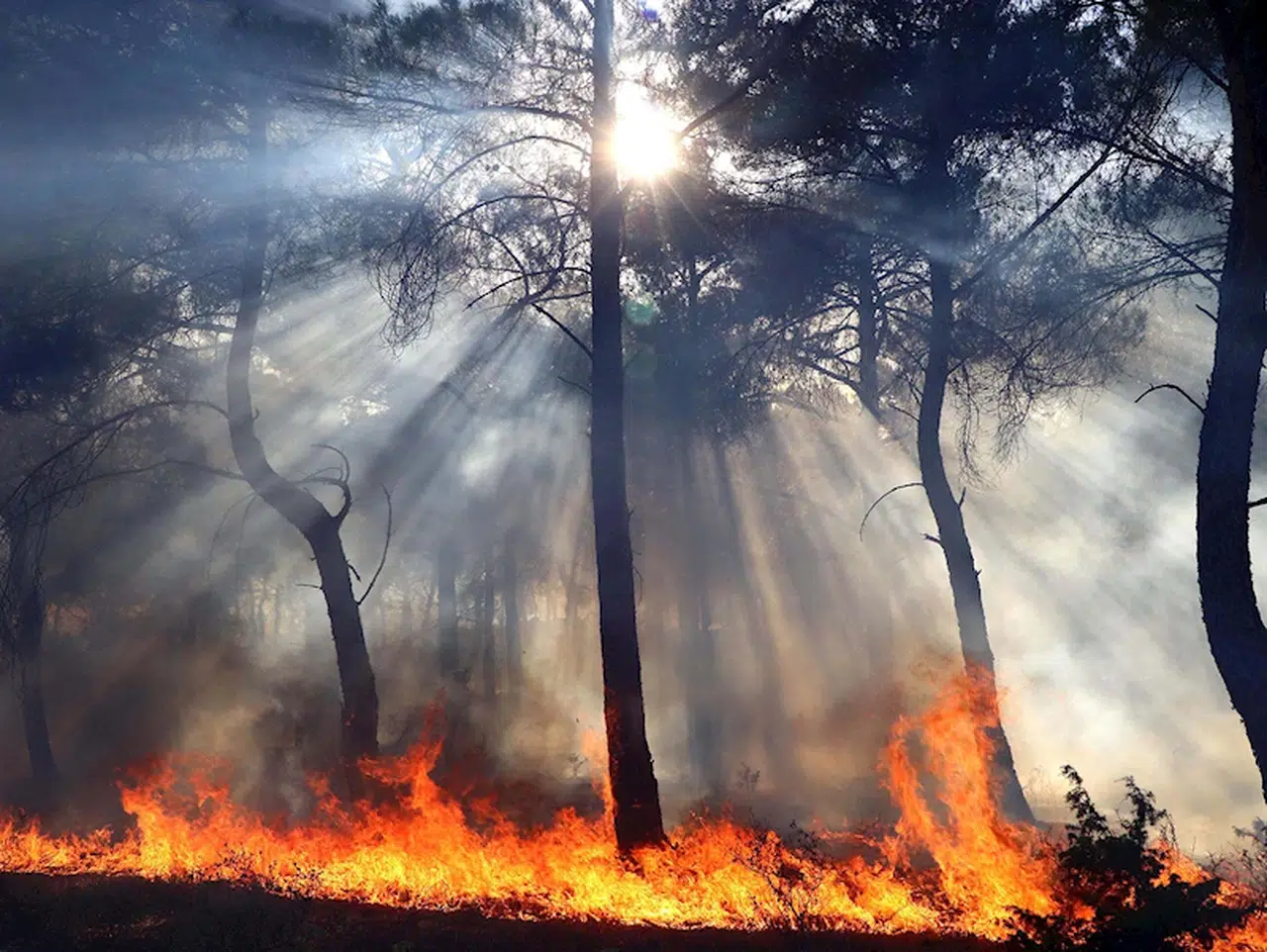 İzmir ve Manisa'da geçen yıl aynı döneme göre yangınlarda artış