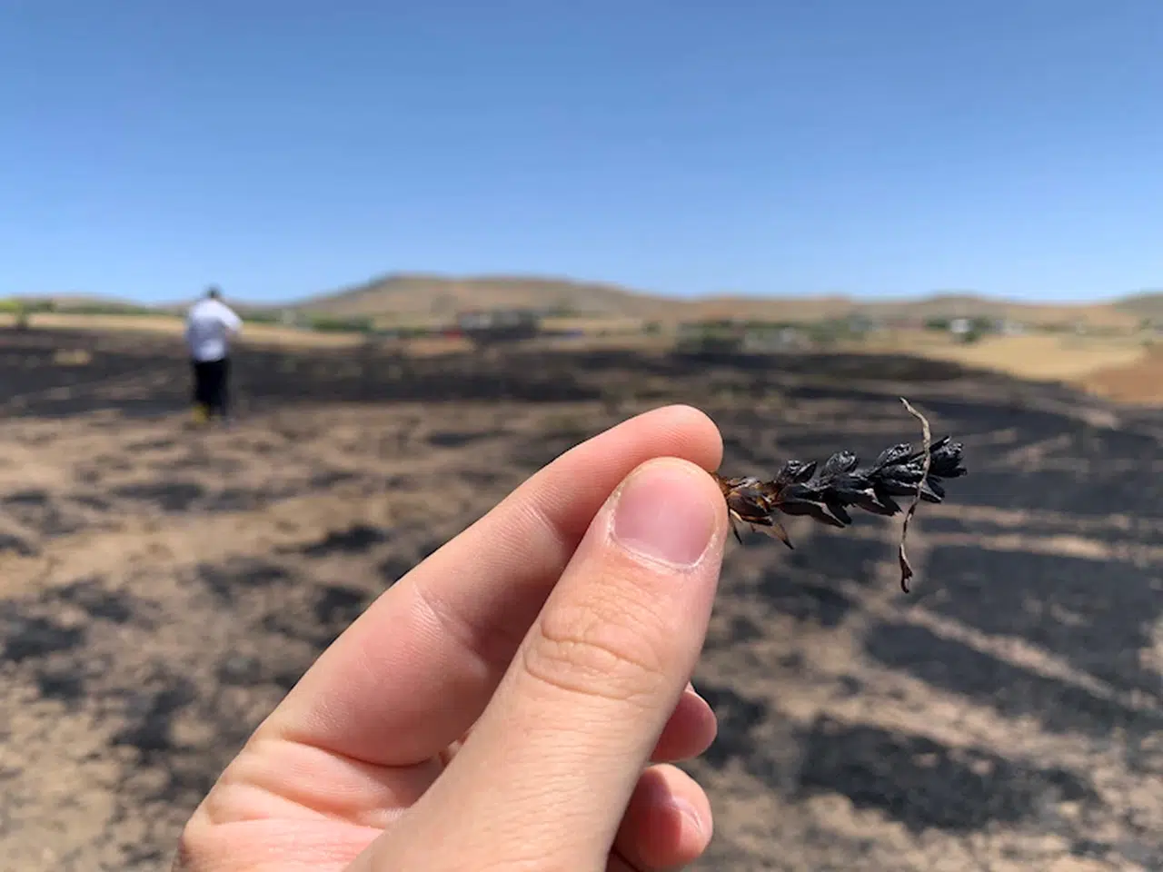 Ankara'da ekili 100 dönüm arpa ve buğday yandı