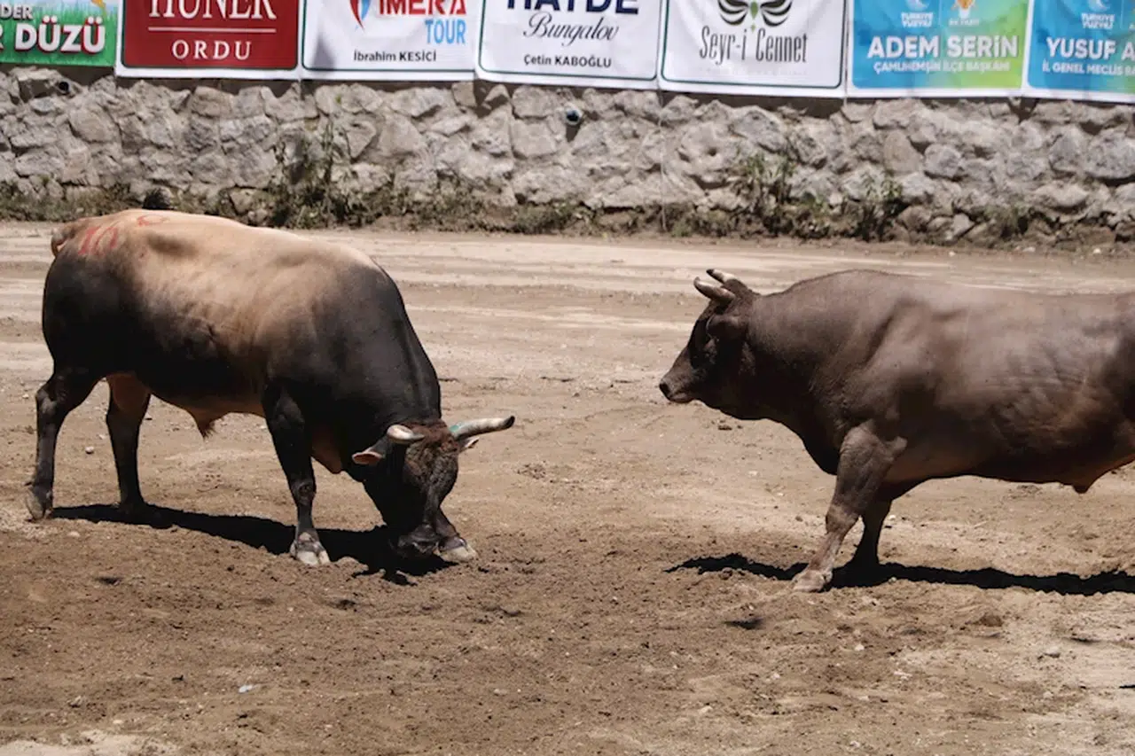 Ayder'de boğalar güreşti