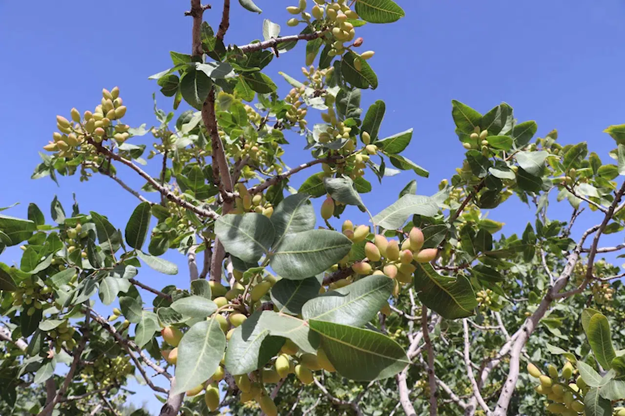 400 bin ton rekolte beklenen Antep fıstığında 'beyaz sinek' endişesi