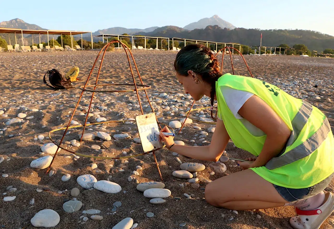 Çıralı'da deniz kaplumbağası yuva sayısı geçen yılı aştı; 30 yılın rekoru bekleniyor
